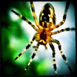 insect