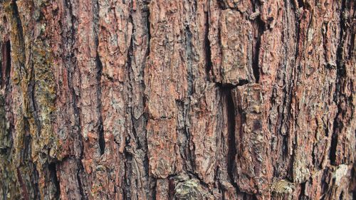 Full frame shot of tree trunk