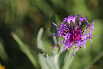 Close-up of pink flowering plant