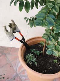 High angle view of potted plants in yard