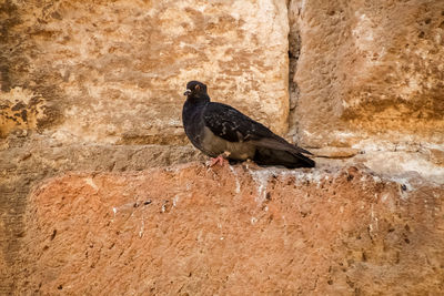 Close-up of bird perching on wall
