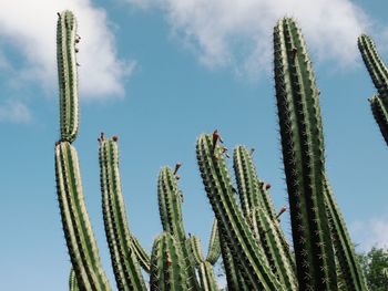 Low angle view of cactus against sky