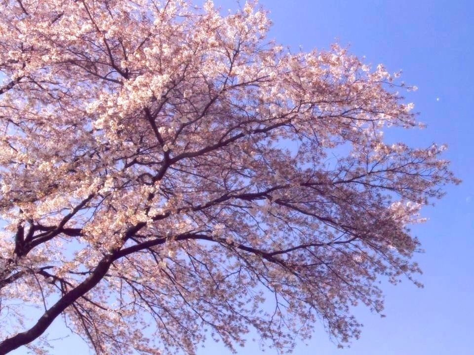 tree, low angle view, flower, branch, growth, beauty in nature, clear sky, freshness, blossom, nature, cherry blossom, fragility, cherry tree, blue, sky, springtime, in bloom, blooming, day, outdoors