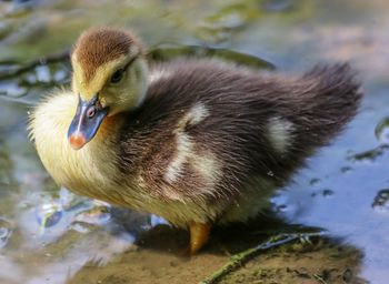 Close-up of a duck swimming in lake