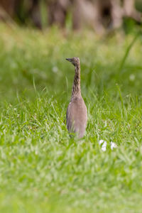 Close-up of bird on grassy field