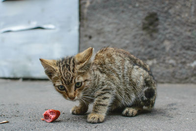 Cat sitting on a street