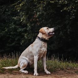 Dog looking away on field