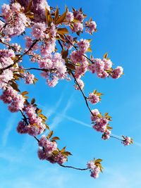 Low angle view of pink cherry blossom tree