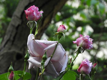Close-up of pink roses