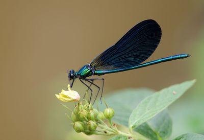 Close-up of butterfly on flower