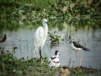 View of birds on lakeshore