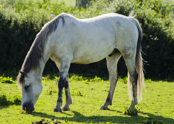 Horse grazing on field