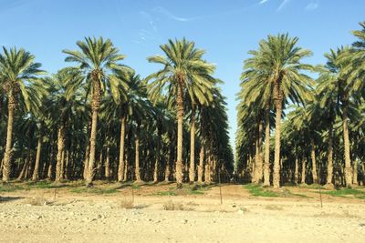 Date palm trees growing on field against sky