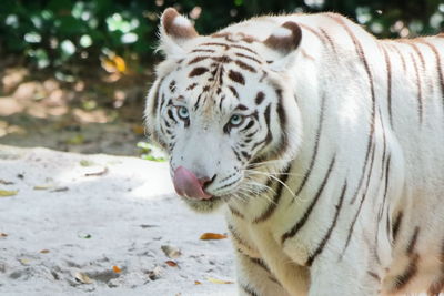 Close-up of tiger