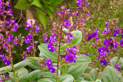 Close-up of purple flowering plants