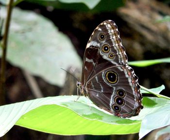 Close-up of butterfly on leaf