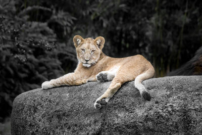 Portrait of cat relaxing on rock