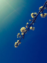 Low angle view of cherry blossom against clear blue sky