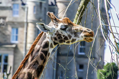 Close-up of giraffe in zoo