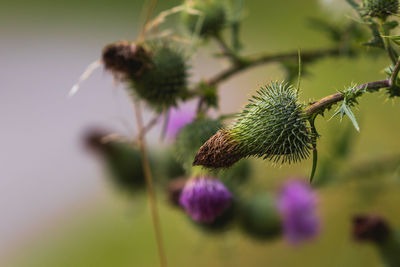 Close-up of purple flowering plant on field