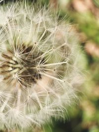 Close-up of dandelion