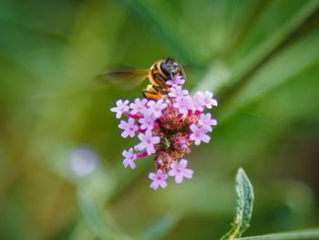 Close-up of bee on flower