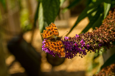 Close-up of butterfly on purple flower