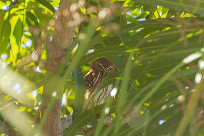 A ferruginous pygmy owl hiding in a tree during daylight hours in the pantnal in brazil