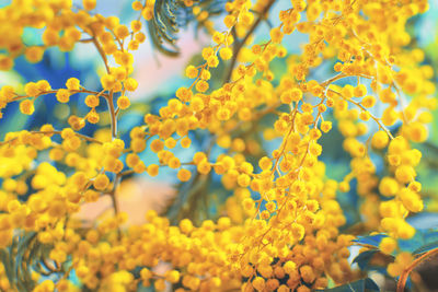 Beautiful background of mimosa blossoms on a blue background