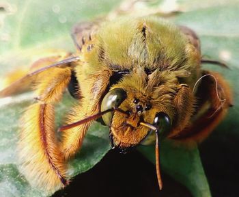 Close-up of honey bee on flower