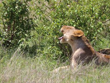 Side view of a dog on grassland