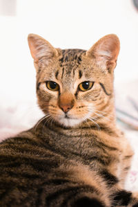 Close-up portrait of cat