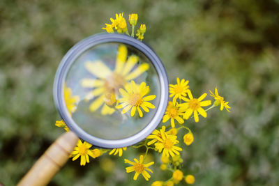 Close-up of yellow flower through magnifying glass