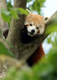 Portrait of lizard on tree