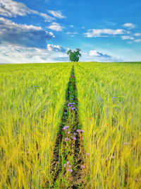 Scenic view of agricultural field against sky