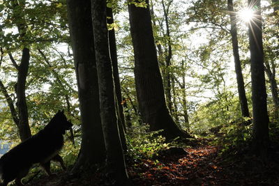 Trees in forest