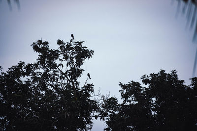 Low angle view of silhouette tree against clear sky