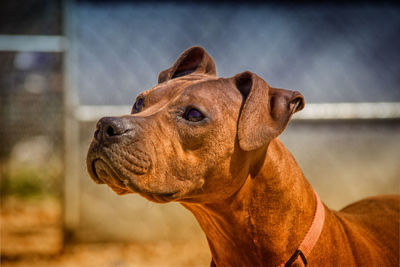 Close-up of dog