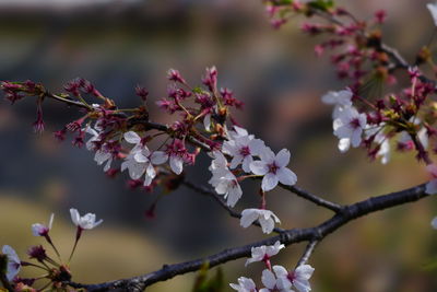 Close-up of pink cherry blossom tree