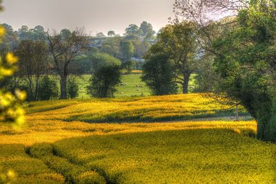 Scenic view of field against trees