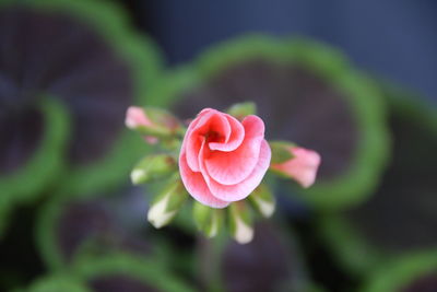 Close-up of pink flower blooming outdoors