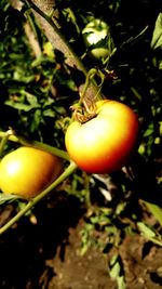 Close-up of fruit growing on tree