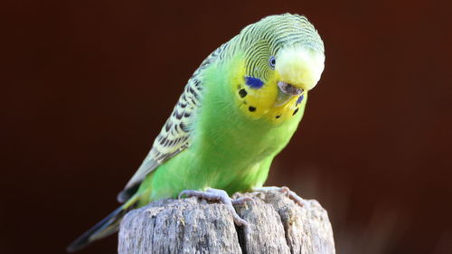 Close-up of parrot perching