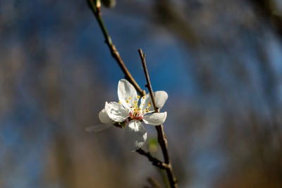 Close-up of white flower on twig