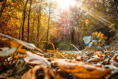 Sunlight falling on autumn leaves in forest