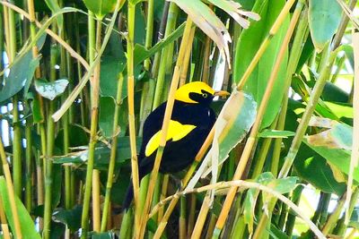 Bird perching on a plant