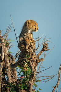 Cheetah cub stands in bush turning head