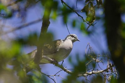 Low angle view of bird perching on branch