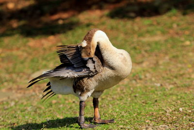 Close-up of bird perching on grassy field