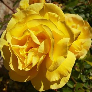 Close-up of yellow rose blooming outdoors